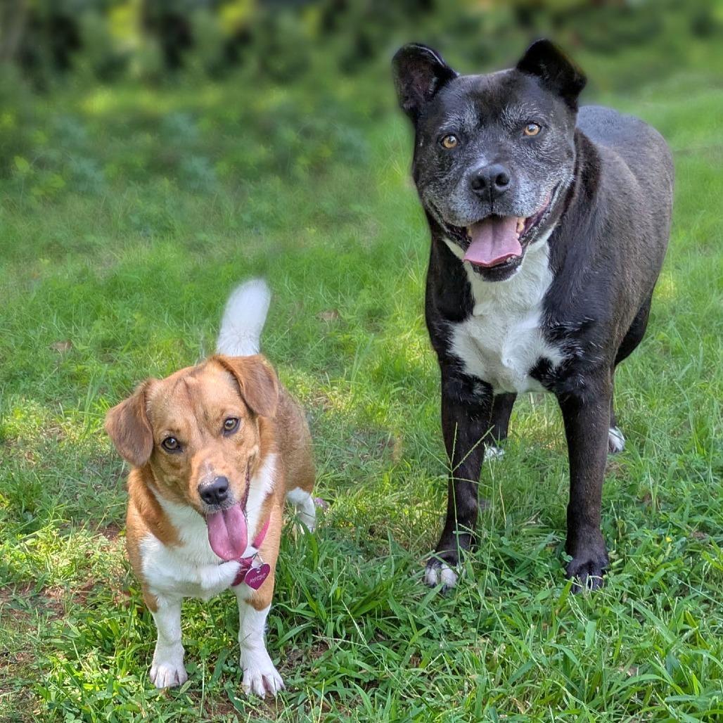 Enlarge Sammy, a Adoptable mixed breed in Charlottesville, VA image 3/3