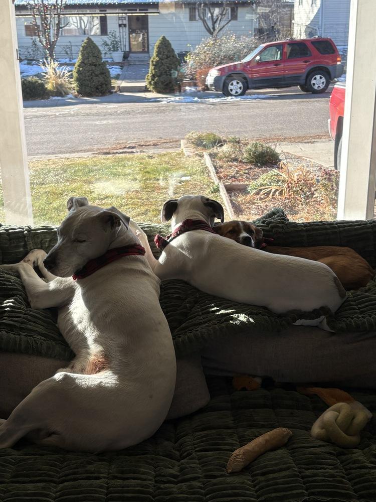 Enlarge Darcy, an adopted mixed breed in Commerce City, CO image 4/6