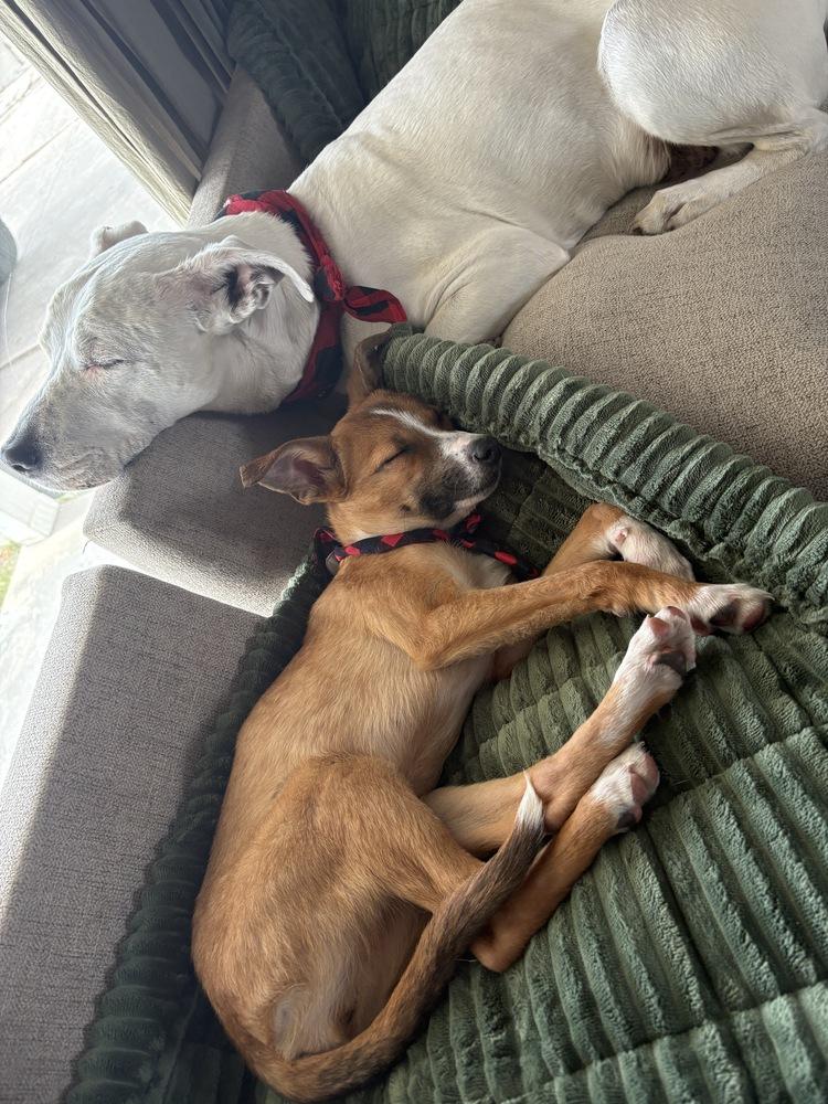 Enlarge Darcy, an adopted mixed breed in Commerce City, CO image 5/6