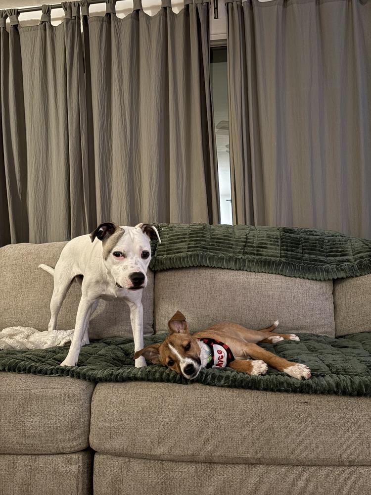 Enlarge Darcy, an adopted mixed breed in Commerce City, CO image 3/6