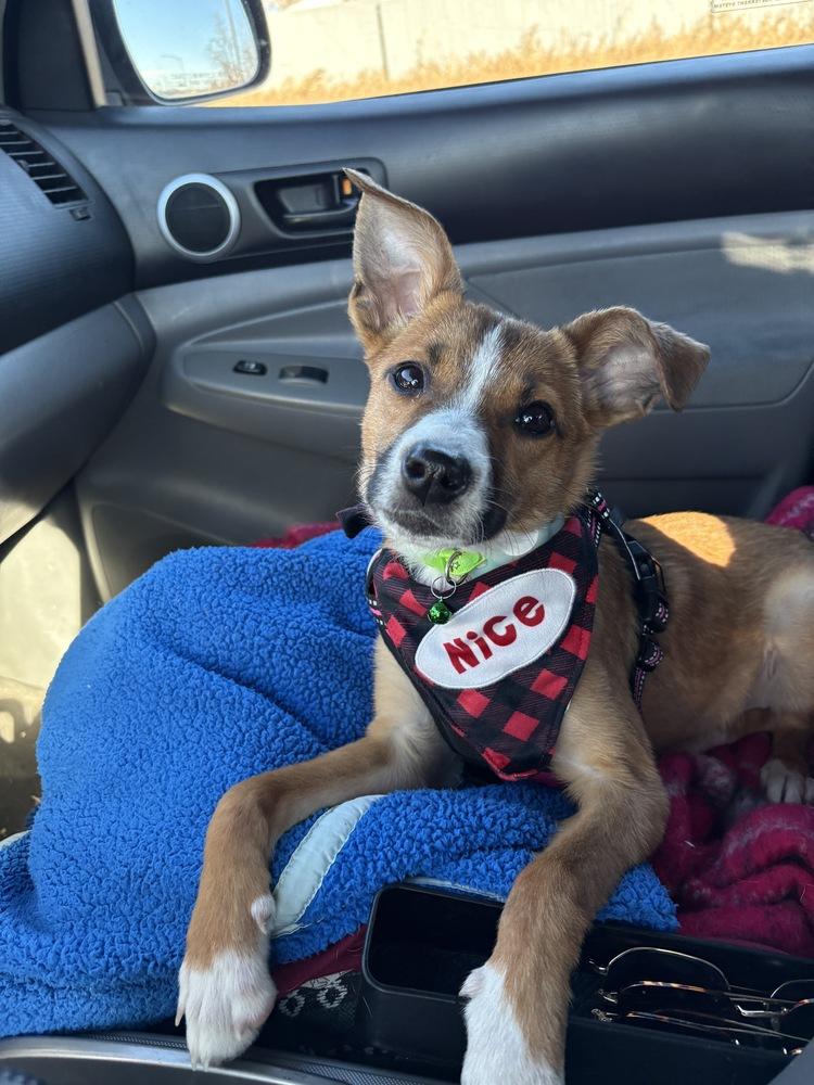 Enlarge Darcy, an adopted mixed breed in Commerce City, CO image 6/6