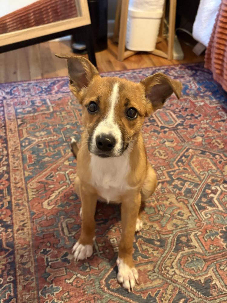 Darcy, adopted, Young Female Terrier.