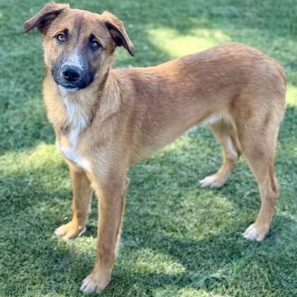 Manny, a ADOPTABLE mixed breed in Red Bluff, CA image 2/3