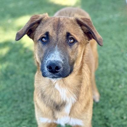 Manny, ADOPTABLE, Young Male Shepherd.