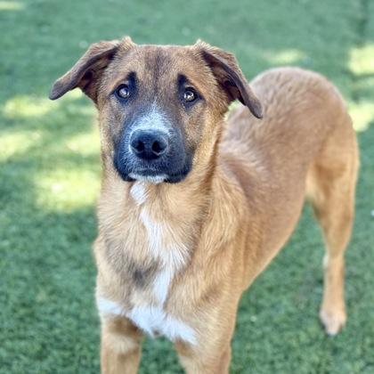 Manny, a ADOPTABLE mixed breed in Red Bluff, CA image 3/3