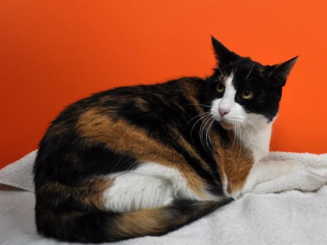 JAZZ, Adoptable, Adult Female Domestic Short Hair.