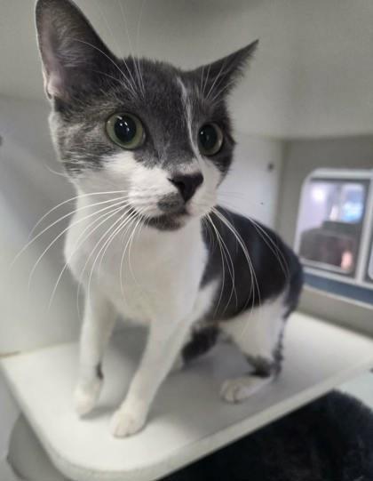 The Magician — thumbnail 2