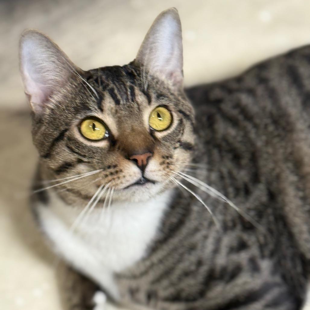 Painter — thumbnail 2