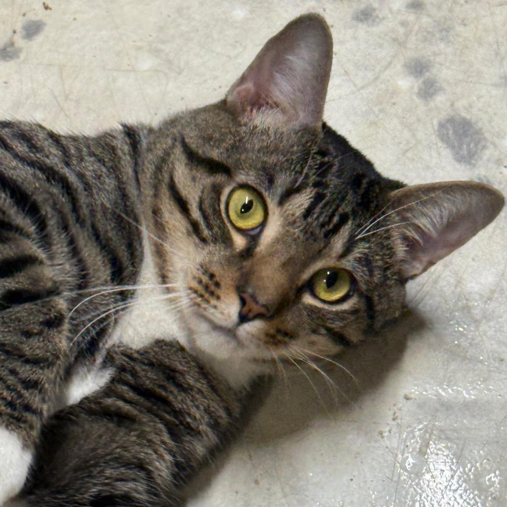 Painter — thumbnail 3