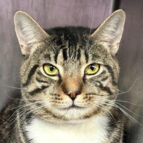 Painter — thumbnail 4