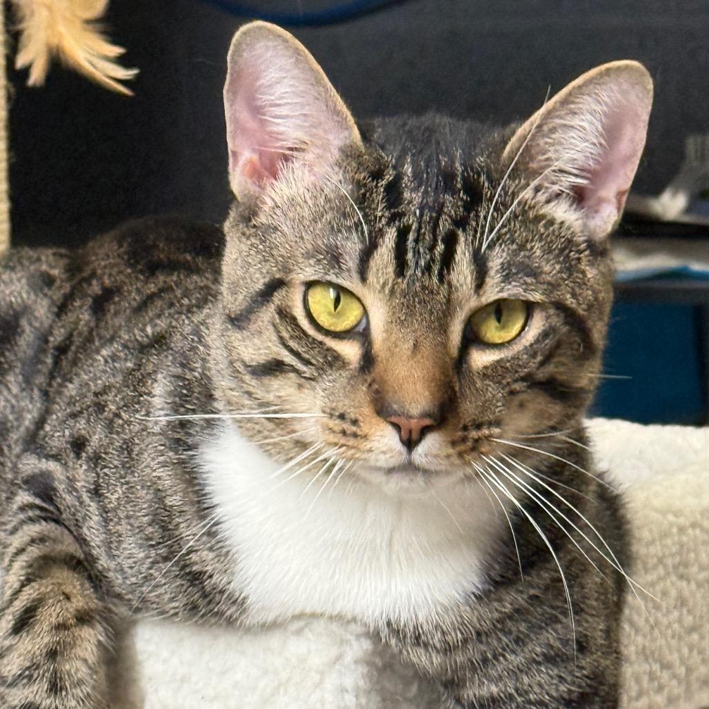 Painter — thumbnail 5