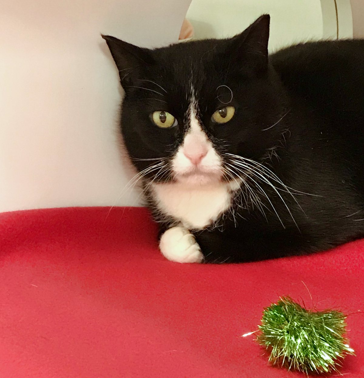Spaulding, an adoptable Domestic Short Hair in Arlington Heights, IL_image-1