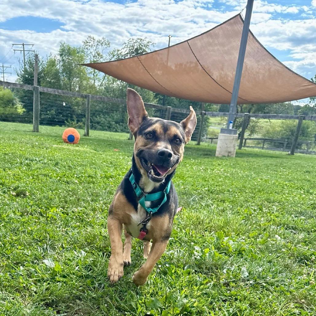 Sasha, Adoptable, Adult Female Mixed Breed.