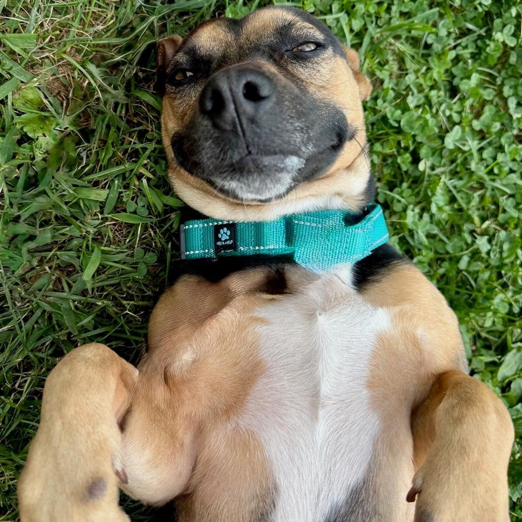 Enlarge Sasha, a Adoptable Mixed Breed in Marshall, VA image 2/6