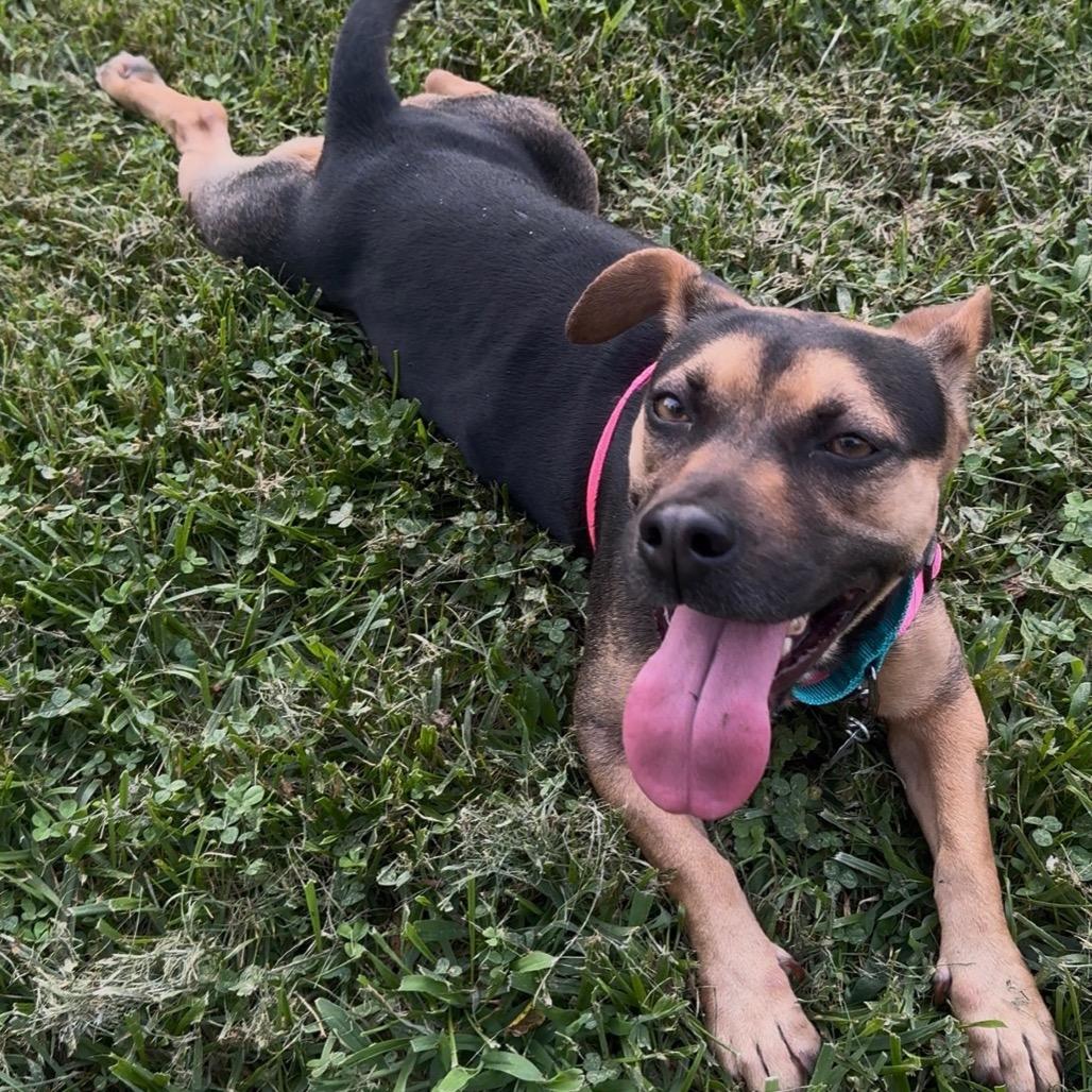 Enlarge Sasha, a Adoptable Mixed Breed in Marshall, VA image 3/6
