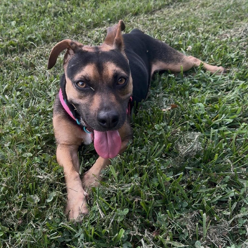 Enlarge Sasha, a Adoptable Mixed Breed in Marshall, VA image 5/6