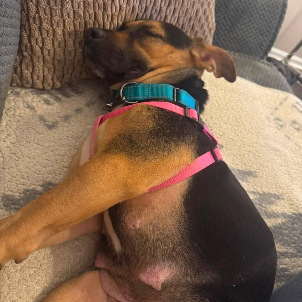 Enlarge Sasha, a Adoptable Mixed Breed in Marshall, VA image 6/6