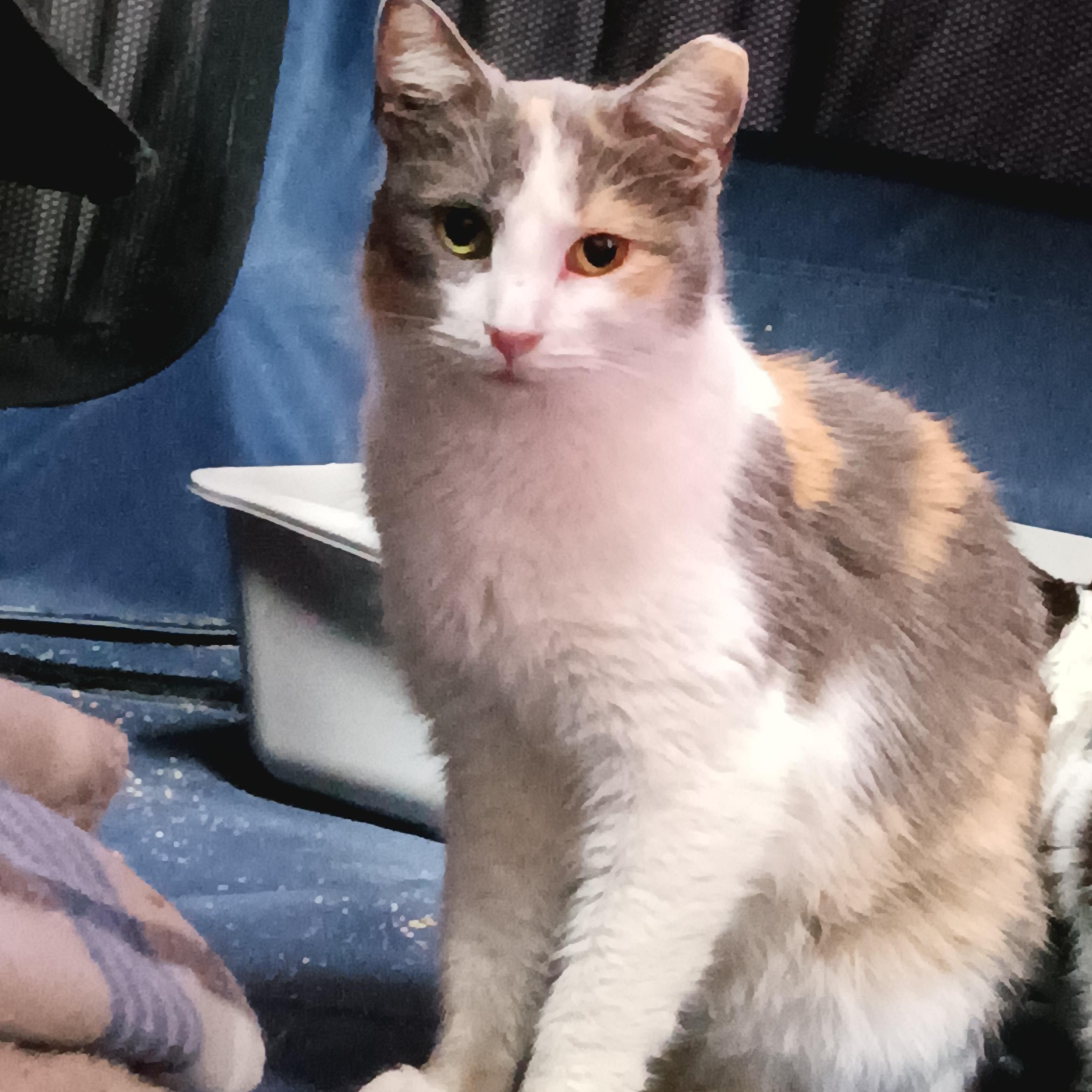 Lakota, Adoptable, Adult Female Domestic Short Hair.