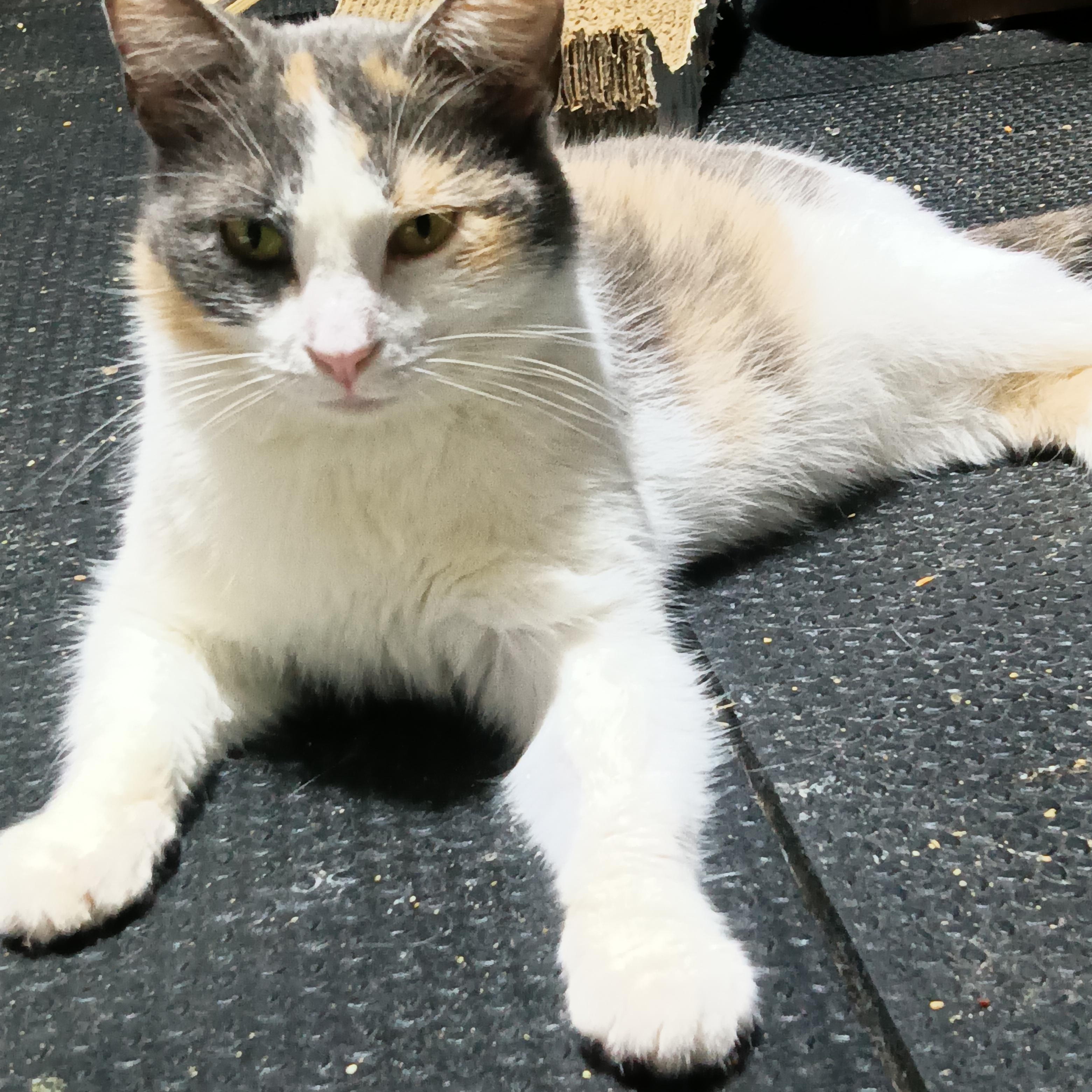 Enlarge Lakota, a Adoptable Domestic Short Hair in Indianapolis, IN image 3/3
