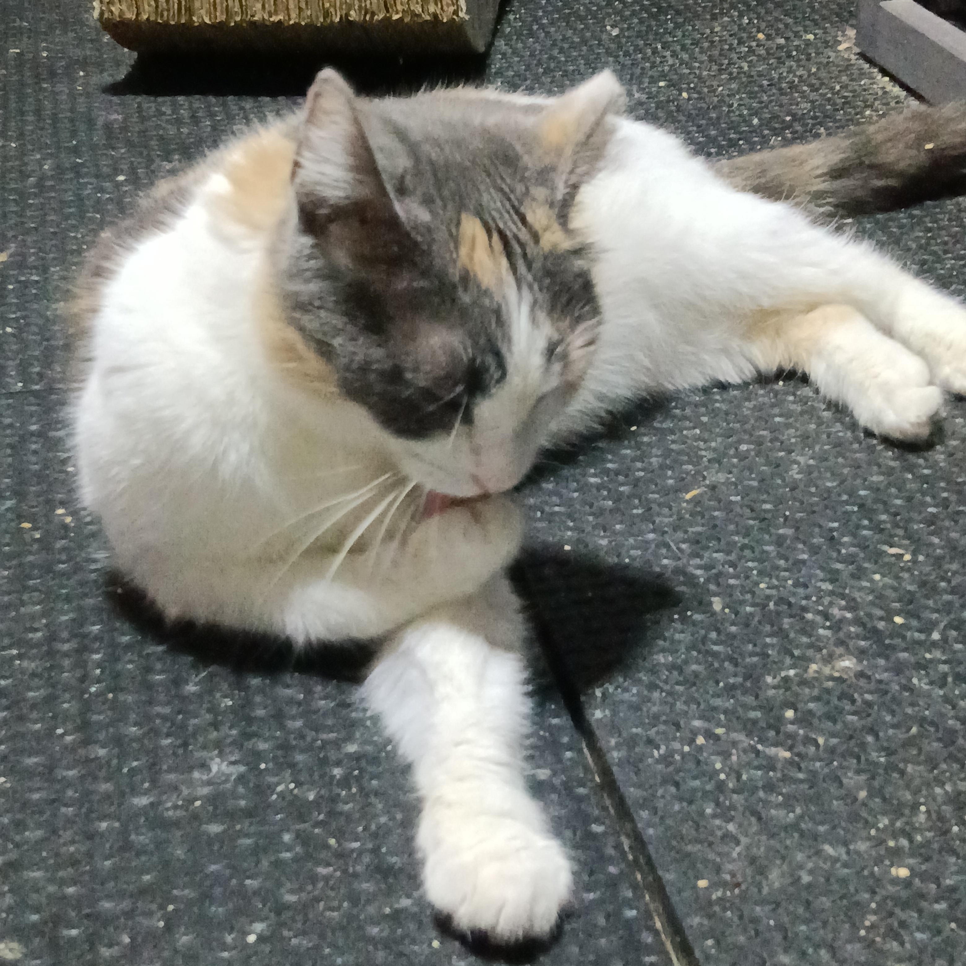 Enlarge Lakota, a Adoptable Domestic Short Hair in Indianapolis, IN image 2/3