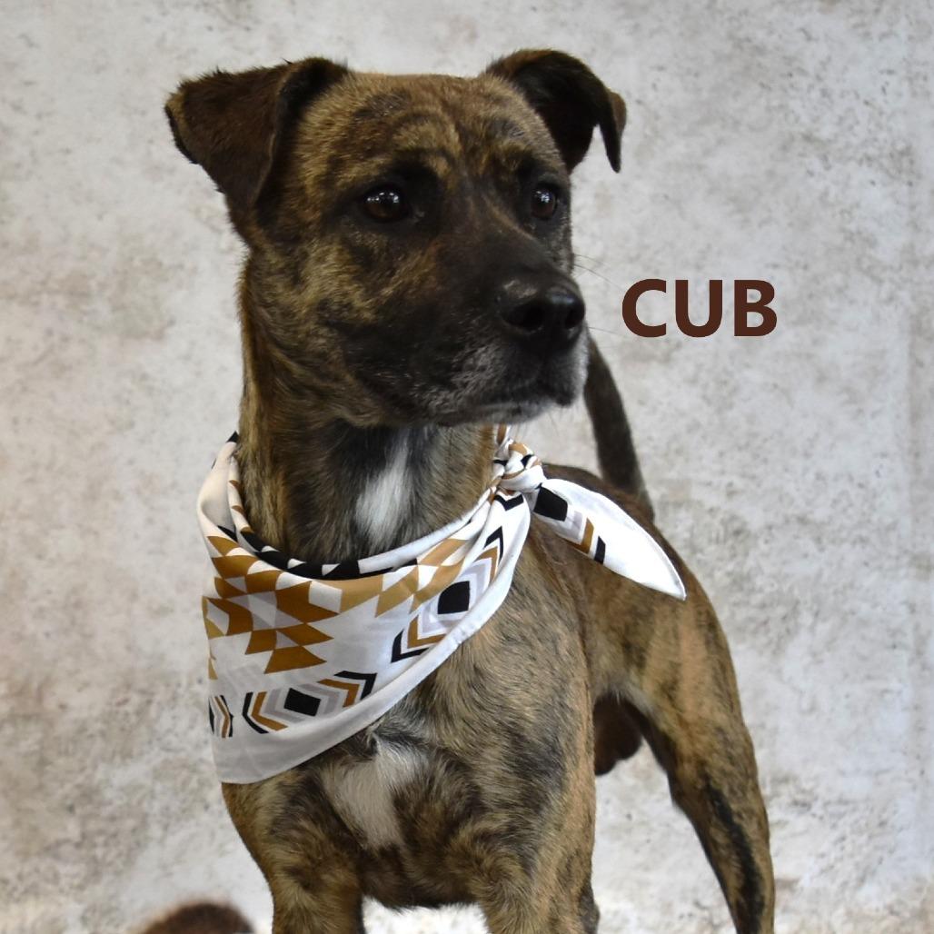 Loco, Adoptable, Adult Male Mixed Breed.
