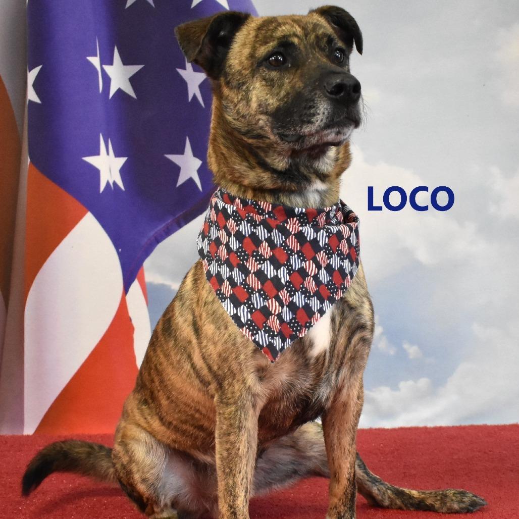 Enlarge Loco, a Adoptable Mixed Breed in Yuma, AZ image 2/5
