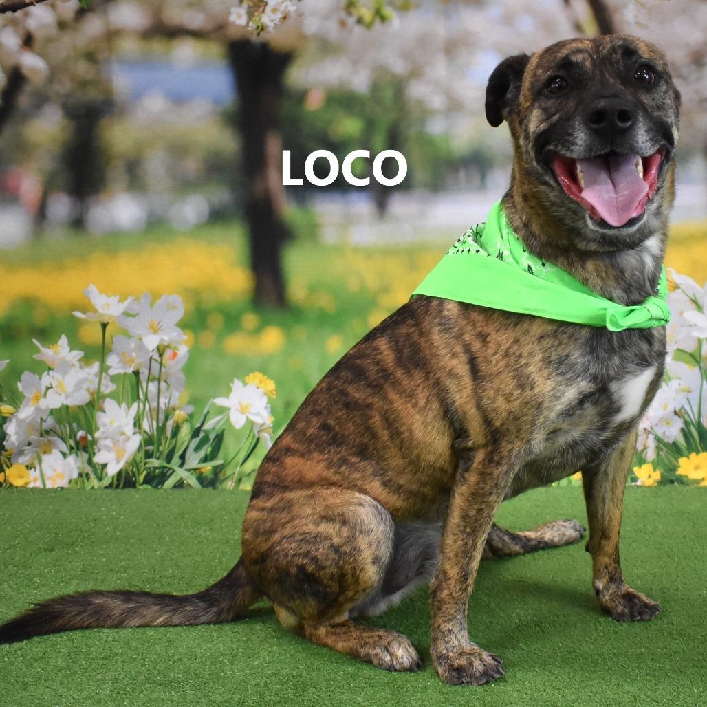 Loco, a Adoptable Mixed Breed in Yuma, AZ image 3/6