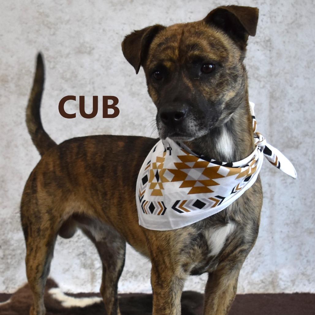 Enlarge Loco, a Adoptable Mixed Breed in Yuma, AZ image 3/5