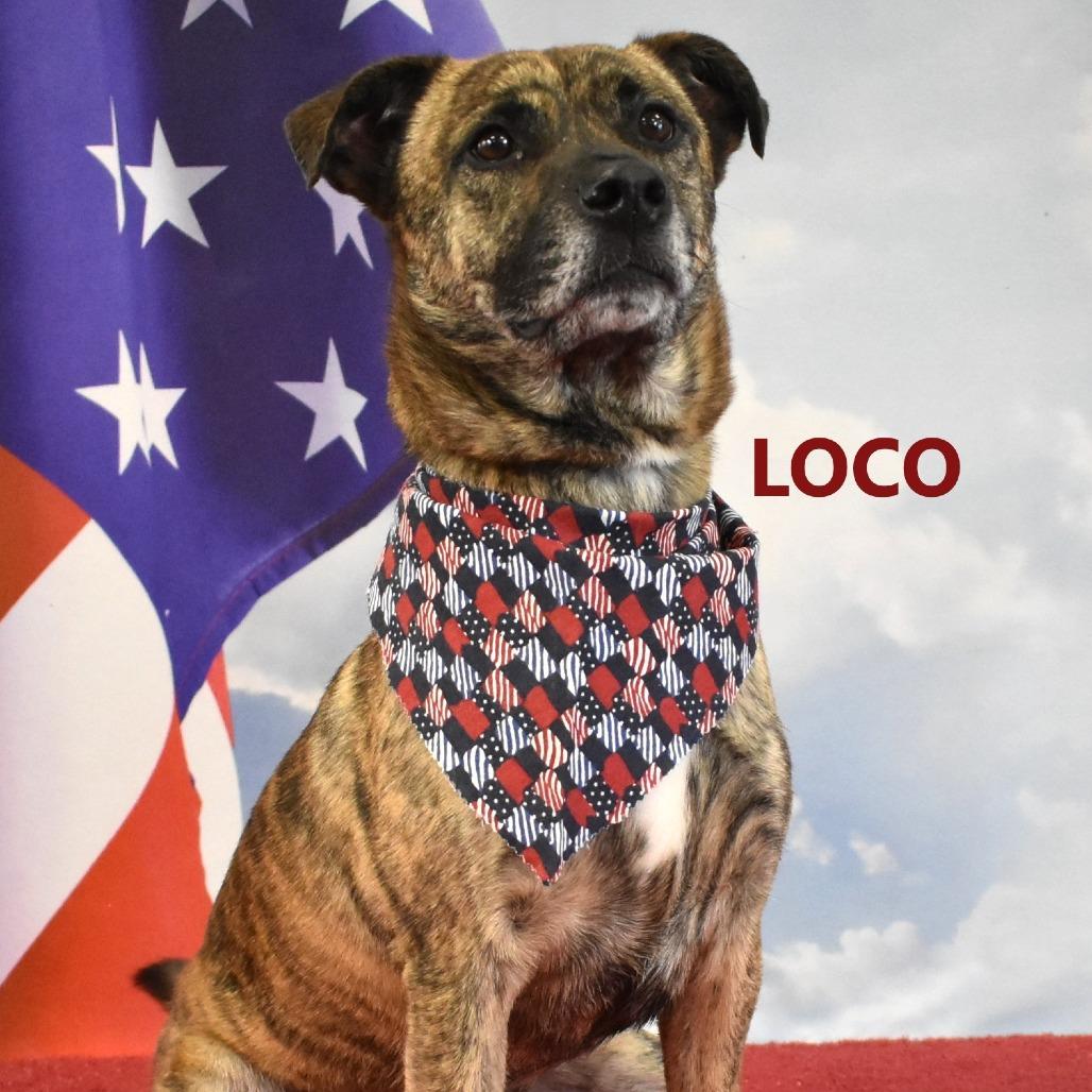 Enlarge Loco, a Adoptable Mixed Breed in Yuma, AZ image 4/5