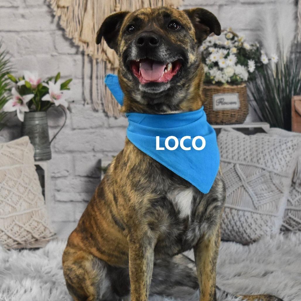 Enlarge Loco, a Adoptable Mixed Breed in Yuma, AZ image 5/5