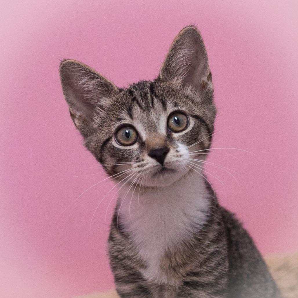 Bardot, Adoptable, Kitten Female Domestic Short Hair.