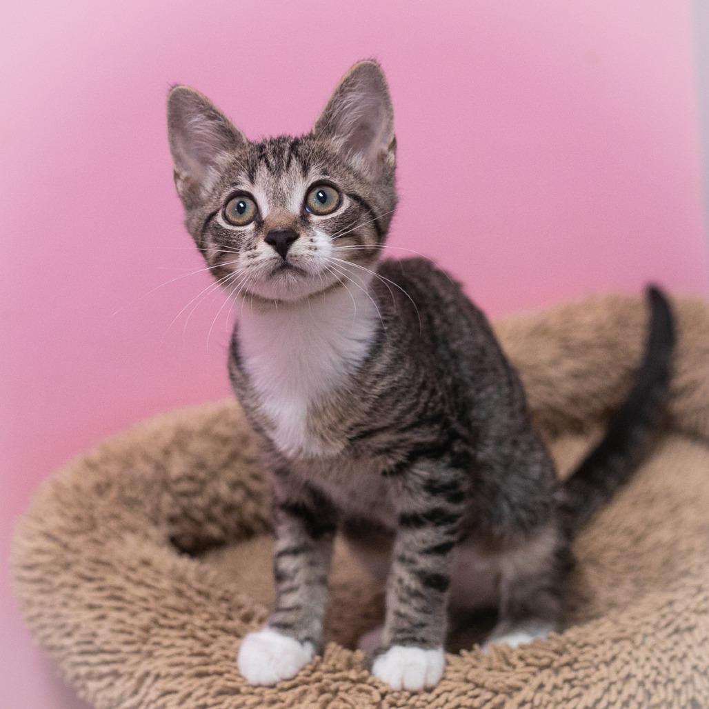 Enlarge Bardot, a Adoptable Domestic Short Hair in Ponte Vedra, FL image 2/5