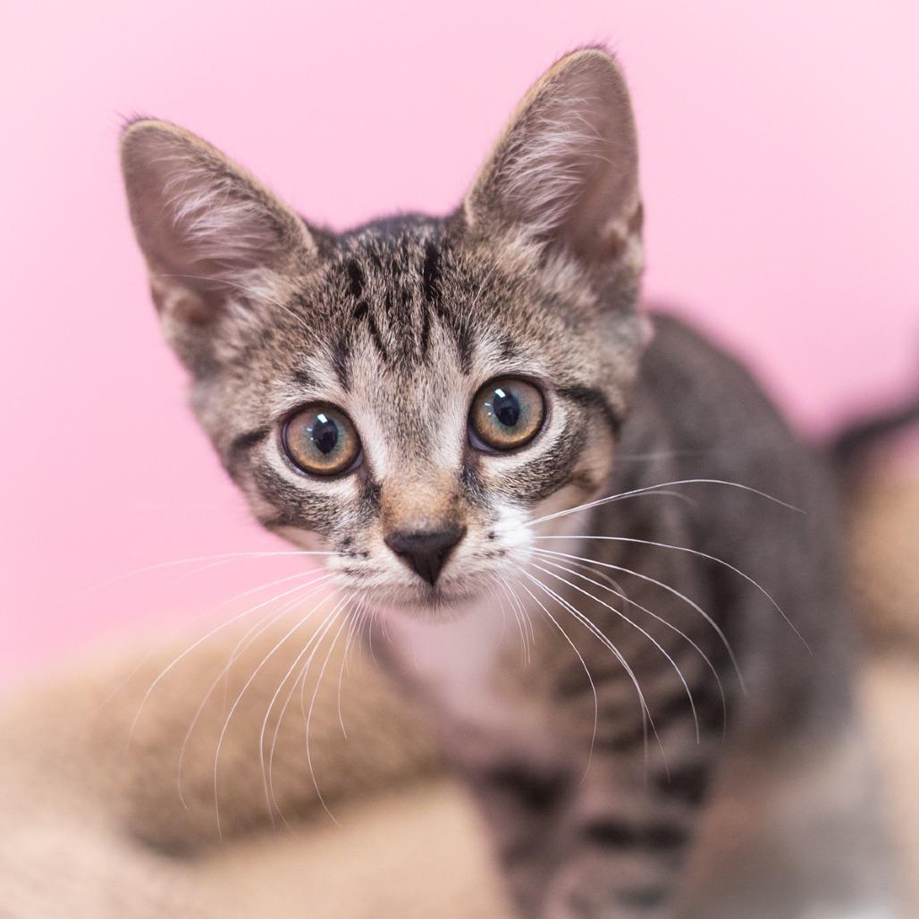 Enlarge Bardot, a Adoptable Domestic Short Hair in Ponte Vedra, FL image 3/5