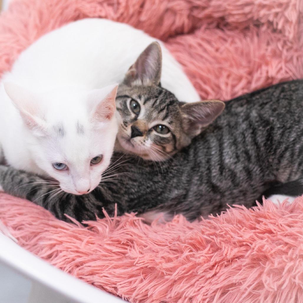 Enlarge Bardot, a Adoptable Domestic Short Hair in Ponte Vedra, FL image 4/5