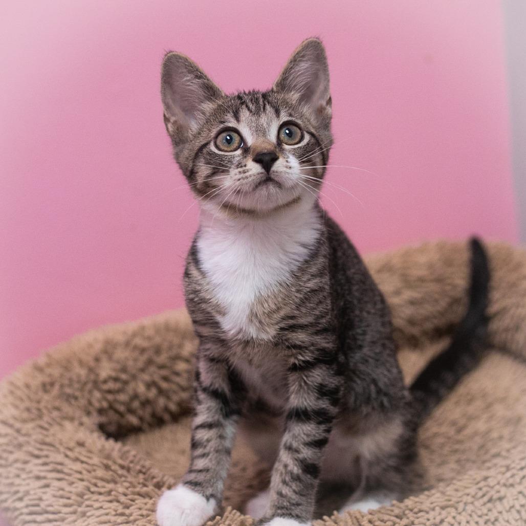 Enlarge Bardot, a Adoptable Domestic Short Hair in Ponte Vedra, FL image 5/5