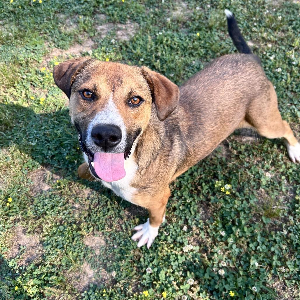 Enlarge Walker, a Adoptable mixed breed in Birmingham, AL image 1/6
