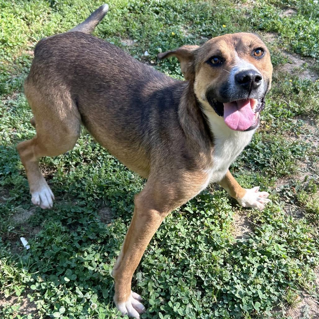 Enlarge Walker, a Adoptable mixed breed in Birmingham, AL image 2/6