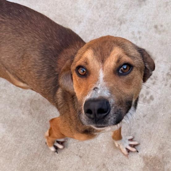 Enlarge Walker, a Adoptable mixed breed in Birmingham, AL image 3/6