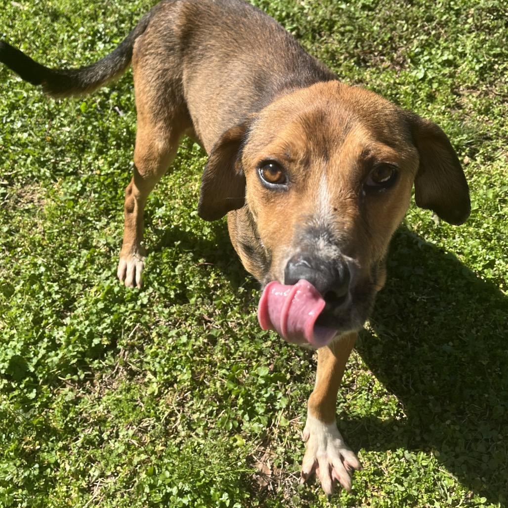 Enlarge Walker, a Adoptable mixed breed in Birmingham, AL image 4/6