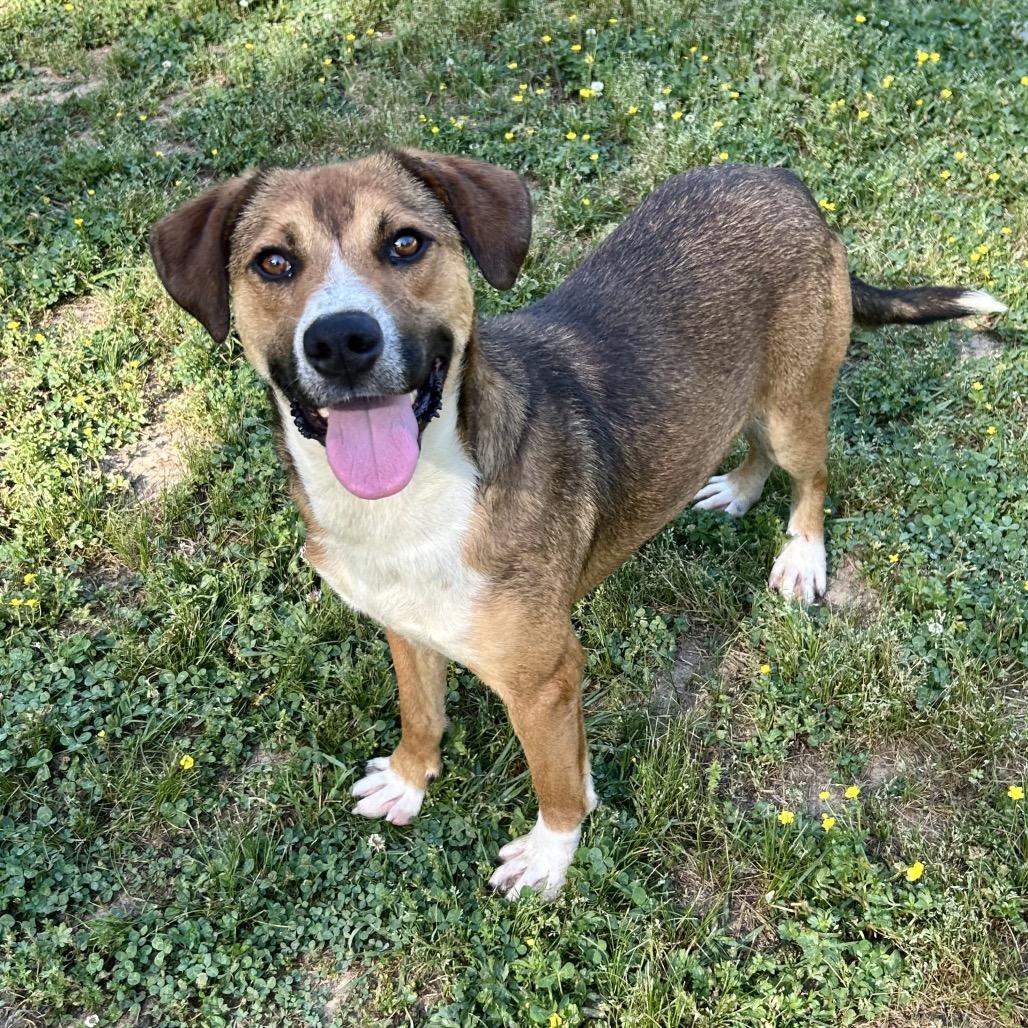 Enlarge Walker, a Adoptable mixed breed in Birmingham, AL image 5/6