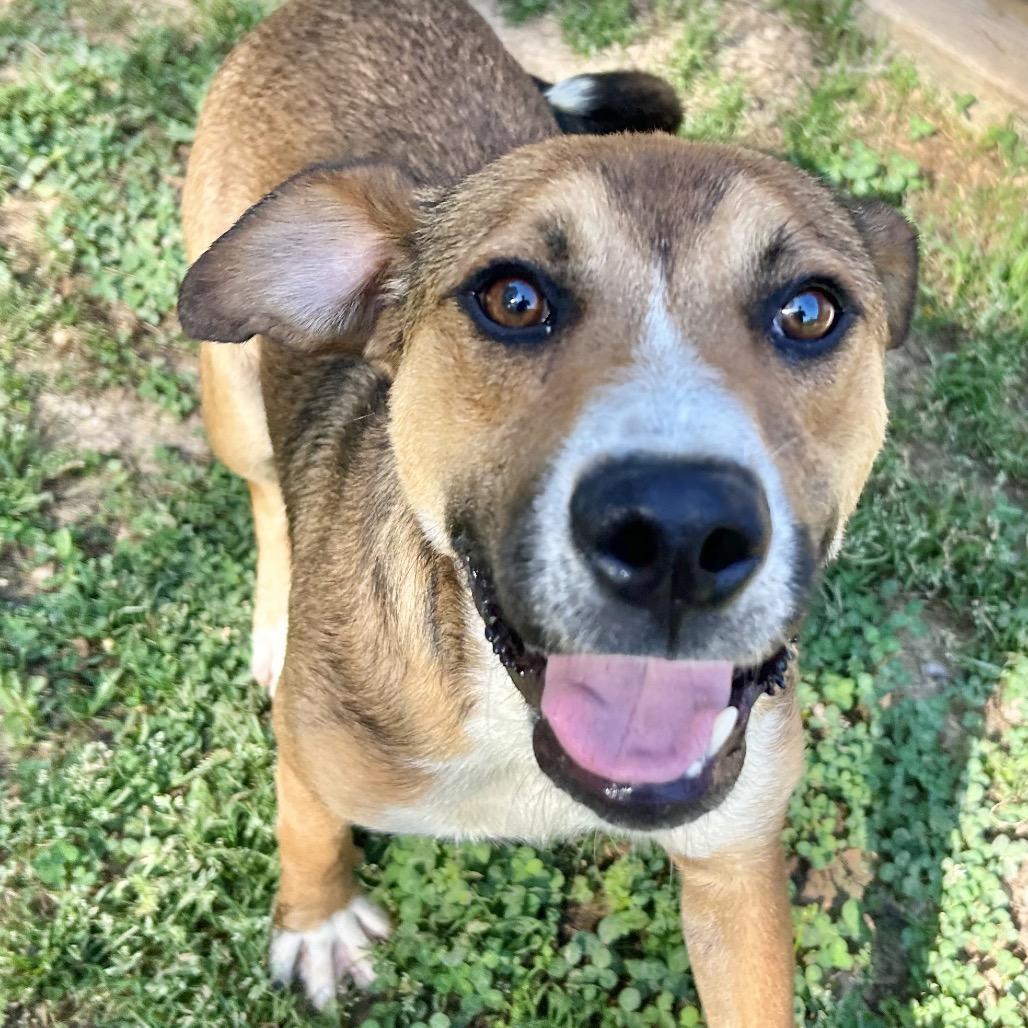 Enlarge Walker, a Adoptable mixed breed in Birmingham, AL image 6/6
