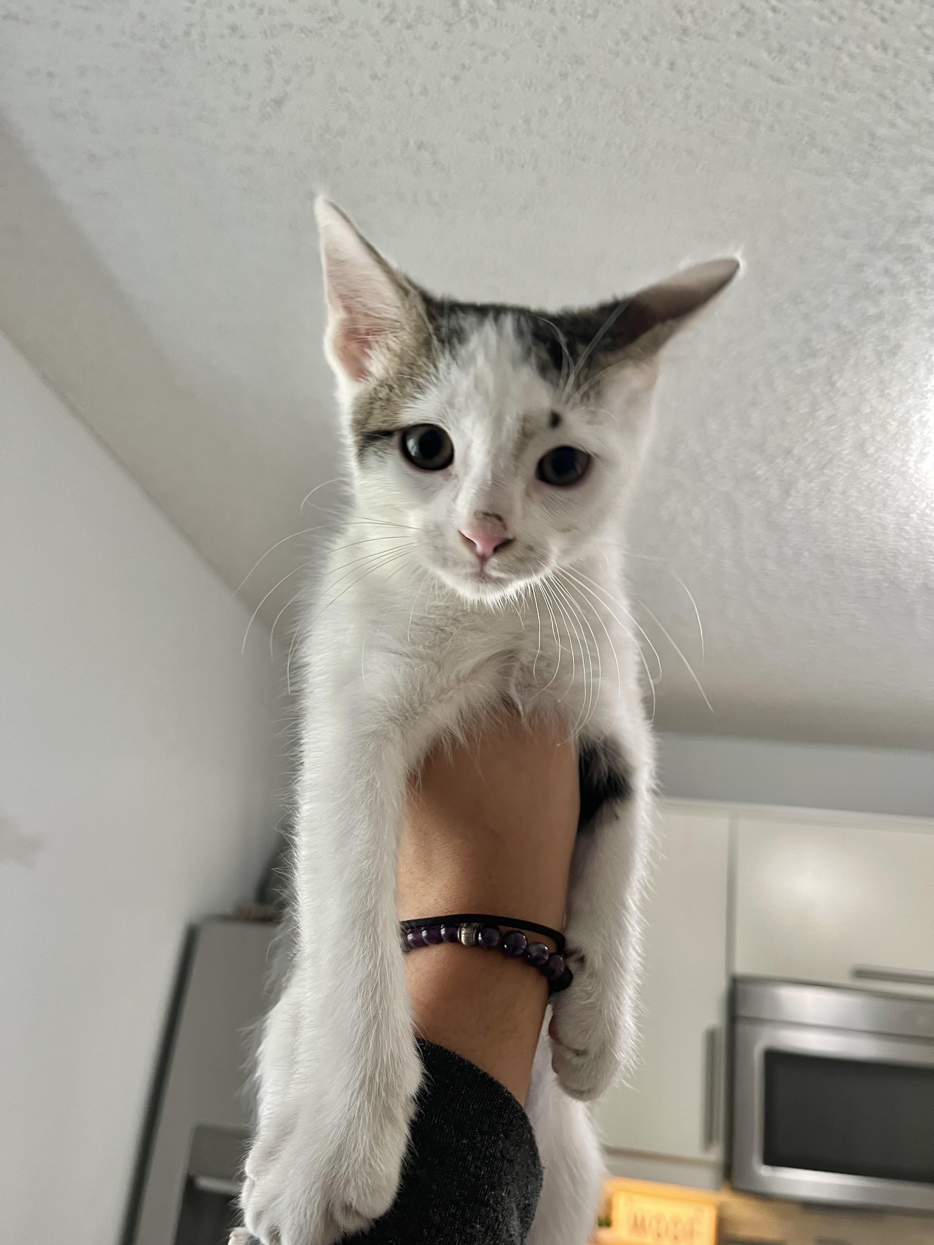 Meet Charlie a loving male cat with a heart of gold Charlie is a friendly and affectionate compani