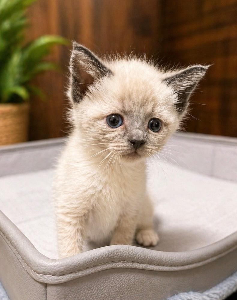 Blanche, adopted, Kitten Female Siamese.