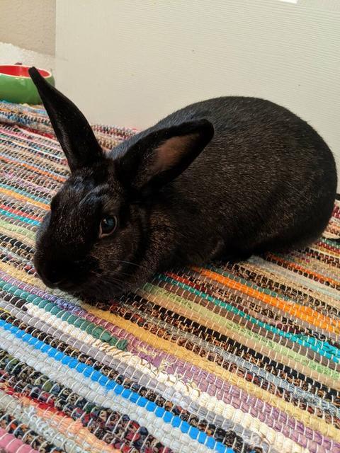 Enlarge Twix, a Adoptable American in Brandon, FL image 1/1