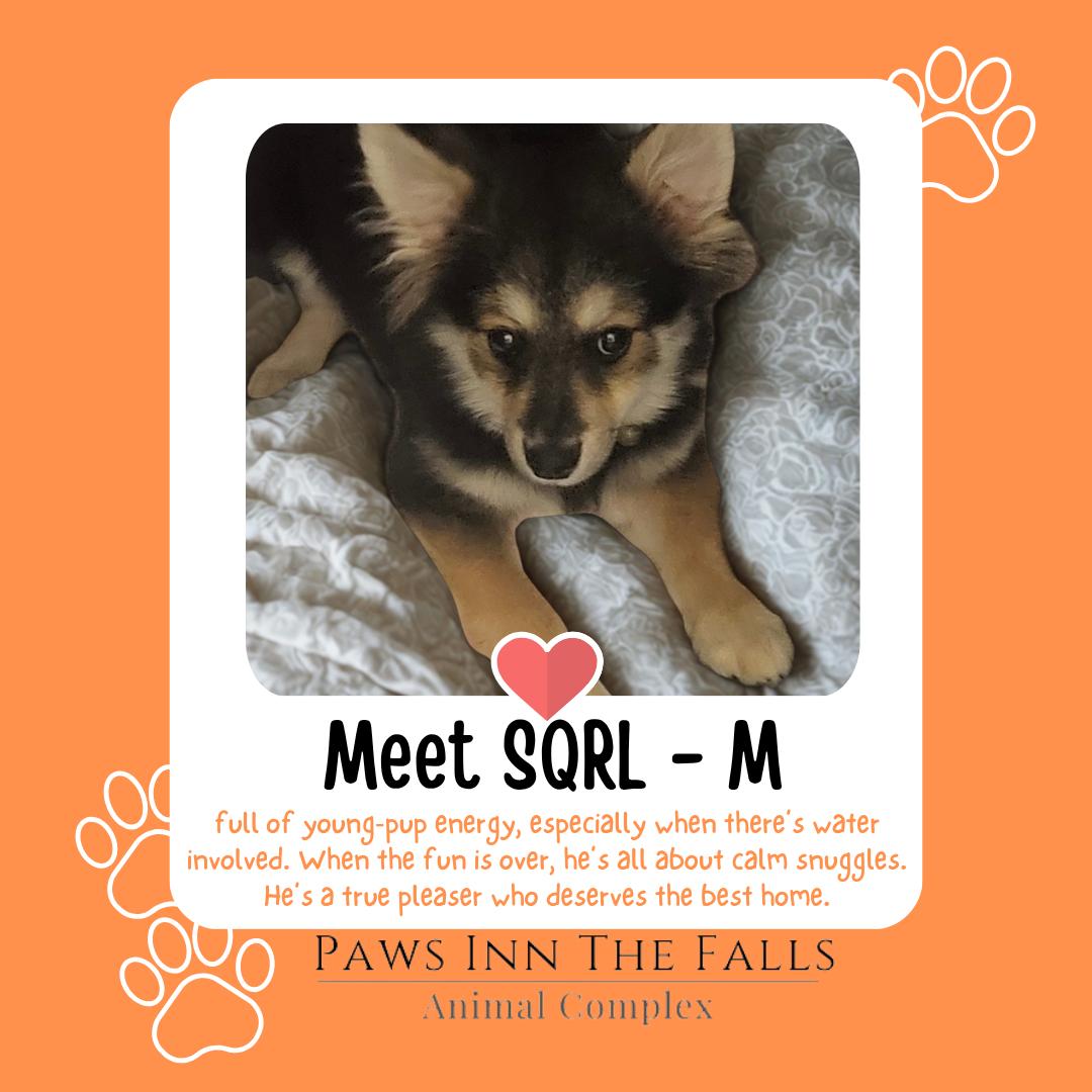SQRL, adopted, Puppy Male Pomsky.