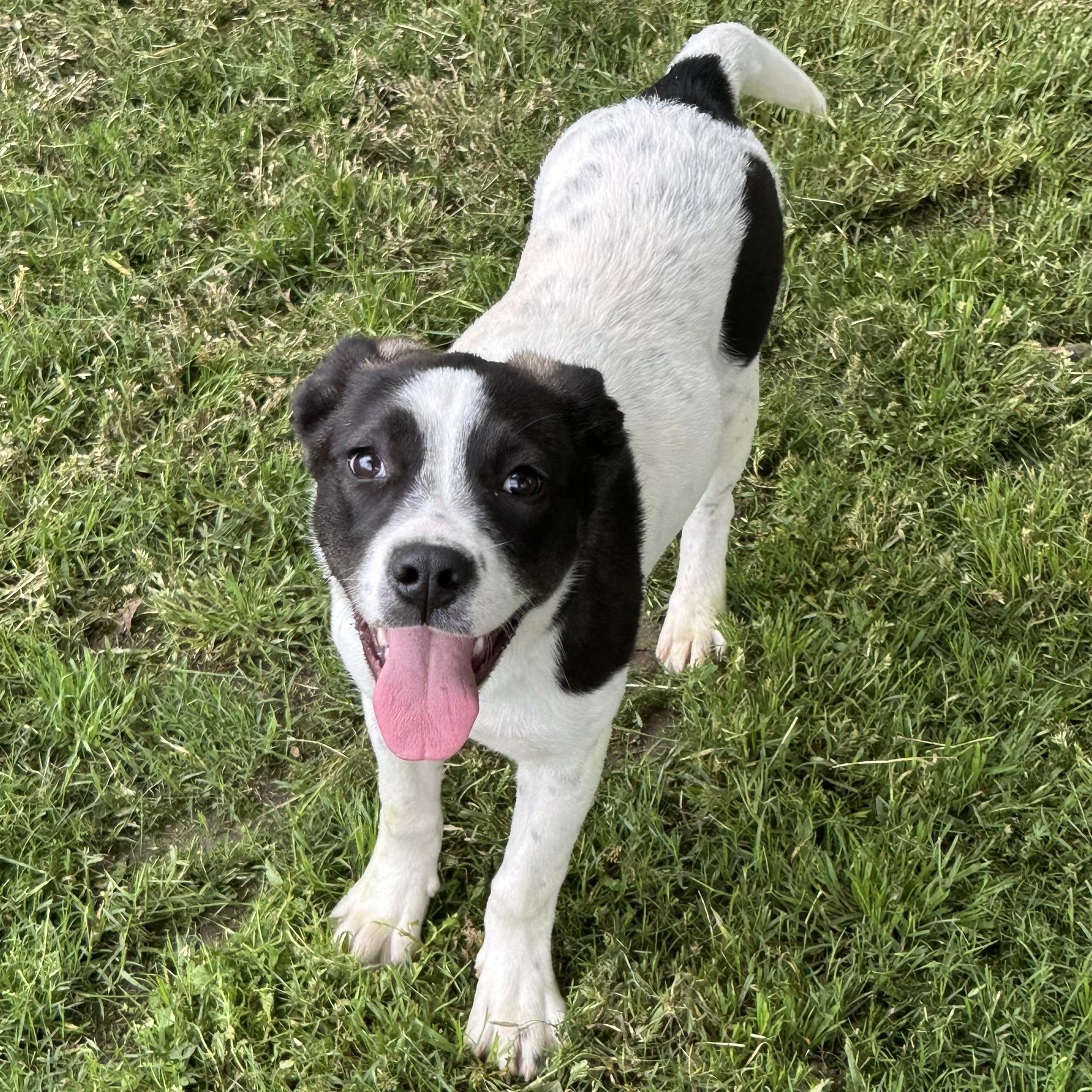 Cleo, Young Female Collie