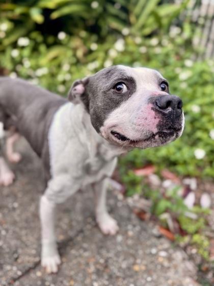 Maddox, Adoptable, Adult Male Pit Bull Terrier & Mixed Breed.