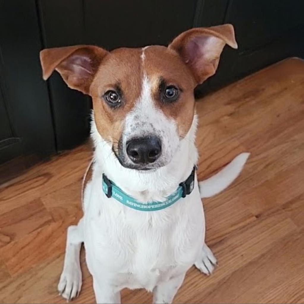 Enlarge Pele, a Adoptable mixed breed in Fort Worth, TX image 1/5