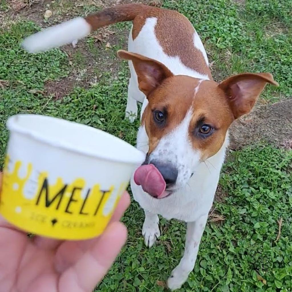 Enlarge Pele, a Adoptable mixed breed in Fort Worth, TX image 2/5