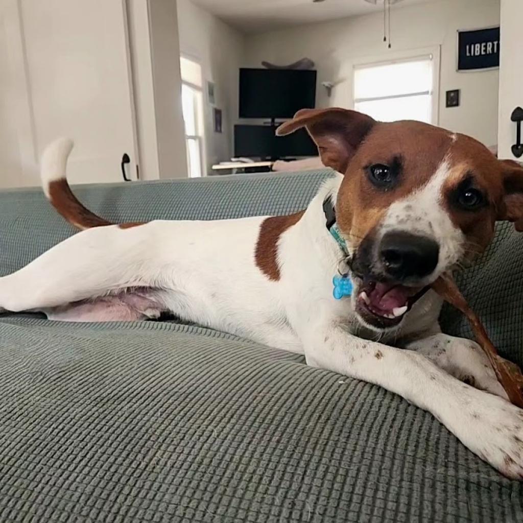 Enlarge Pele, a Adoptable mixed breed in Fort Worth, TX image 3/5